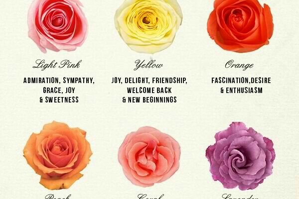 roses_colors