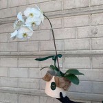 1 stem Phalaenopsis on Bloom Box