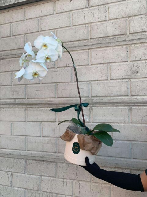 viber_image_2024-05-20_17-13-25-508 1 stem Phalaenopsis on Bloom Box - Image 1